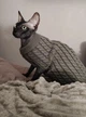 Свитер для котов (кошек) Косичка M Серый - изображение 8
