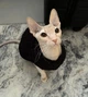 Свитер для котов (кошек) Косичка M Черный - изображение 6