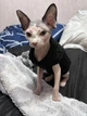 Свитер для котов (кошек) Косичка M Черный - изображение 7