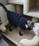 Свитер для котов (кошек) Косичка M Черный - изображение 9