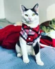 Рубашка для котов (кошек) Ретро XS Красный - изображение 6