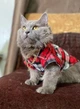Рубашка для котов (кошек) Ретро XS Красный - изображение 7