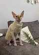 Свитер для котов (кошек) Косичка L Бежевый - изображение 4