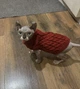 Светр для котів (кішок) Косичка XS Червоний - зображення 5