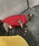 Светр для котів (кішок) Косичка XS Червоний - зображення 7