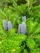 Ялиця бальзамічна насіння (20 шт) (Abies balsamea) пихта - зображення 2
