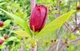 Каликант цветущий семена (5 шт) (Calycanthus floridus) красный флоридус - изображение 2