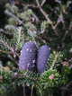 Ялиця бальзамічна насіння (20 шт) (Abies balsamea) пихта - зображення 3