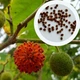Брусонетія паперова насіння (10 шт) (Broussonetia papyrifera) японська шовковиця паперове дерево - зображення 1