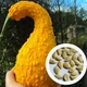 Крукнек семена (10 шт) летний сквош желтый тыква-кабачок - изображение 1