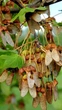 Клен французський насіння (10 шт) (Acer monspessulanum) монпелійський трилопатевий - зображення 2