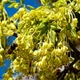 Клен французський насіння (10 шт) (Acer monspessulanum) монпелійський трилопатевий - зображення 3