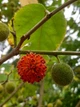 Брусонетія паперова насіння (10 шт) (Broussonetia papyrifera) японська шовковиця паперове дерево - зображення 3