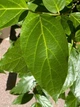 Каликант цветущий семена (5 шт) (Calycanthus floridus) красный флоридус - изображение 4