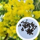 Мімоза Акація срібляста насіння (20 шт) (Acacia dealbata) жовта декоративна - зображення 1