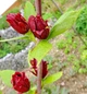 Каликант цветущий семена (5 шт) (Calycanthus floridus) красный флоридус - изображение 5