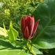 Каликант цветущий семена (5 шт) (Calycanthus floridus) красный флоридус - изображение 6