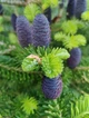 Ялиця бальзамічна насіння (20 шт) (Abies balsamea) пихта - зображення 7