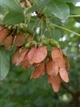 Клен французський насіння (10 шт) (Acer monspessulanum) монпелійський трилопатевий - зображення 6
