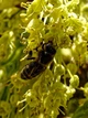 Клен французський насіння (10 шт) (Acer monspessulanum) монпелійський трилопатевий - зображення 7