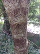 Брусонетія паперова насіння (10 шт) (Broussonetia papyrifera) японська шовковиця паперове дерево - зображення 8