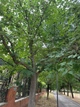 Брусонетія паперова насіння (10 шт) (Broussonetia papyrifera) японська шовковиця паперове дерево - зображення 9