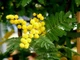 Мімоза Акація срібляста насіння (20 шт) (Acacia dealbata) жовта декоративна - зображення 7