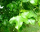 Клен французський насіння (10 шт) (Acer monspessulanum) монпелійський трилопатевий - зображення 11