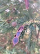 Мімоза Акація срібляста насіння (20 шт) (Acacia dealbata) жовта декоративна - зображення 9