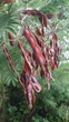 Мімоза Акація срібляста насіння (20 шт) (Acacia dealbata) жовта декоративна - зображення 10