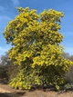 Мімоза Акація срібляста насіння (20 шт) (Acacia dealbata) жовта декоративна - зображення 12