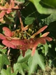 Клен польовий насіння (10 шт) (Acer campestre) паклен підкленок - зображення 6