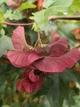 Клен польовий насіння (10 шт) (Acer campestre) паклен підкленок - зображення 9