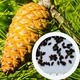 Сосна Алеппська насіння (20 шт) (Pinus halepensis) єрусалимська - зображення 1