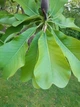 Магнолія лікарська насіння (10 шт) (Magnolia officinalis) - зображення 5