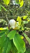 Магнолія лікарська насіння (10 шт) (Magnolia officinalis) - зображення 6