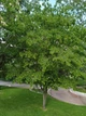 Граб європейський насіння 5 гр. (прибл. 90 шт) (Carpinus betulus) звичайний кавказський - зображення 6