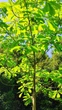 Магнолія лікарська насіння (10 шт) (Magnolia officinalis) - зображення 7