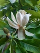 Магнолія лікарська насіння (10 шт) (Magnolia officinalis) - зображення 8
