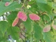 Клен татарський насіння (10 шт) (Acer tataricum) чорноклен в'язина неклен - зображення 3
