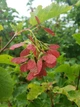 Клен татарський насіння (10 шт) (Acer tataricum) чорноклен в'язина неклен - зображення 4
