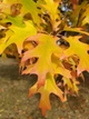 Дуб Болотяний насіння (5 шт) (Quercus palustris) жолудь - зображення 5