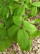 Граб європейський насіння 5 гр. (прибл. 90 шт) (Carpinus betulus) звичайний кавказський - зображення 10