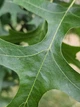 Дуб Болотяний насіння (5 шт) (Quercus palustris) жолудь - зображення 6