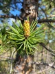Сосна Банкса насіння 0,5 гр. (прибл. 100 шт) (Pinus banksiana) - зображення 2
