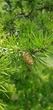Сосна Банкса насіння 0,5 гр. (прибл. 100 шт) (Pinus banksiana) - зображення 3