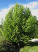 Сосна Алеппська насіння (20 шт) (Pinus halepensis) єрусалимська - зображення 10