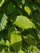 Граб європейський насіння 5 гр. (прибл. 90 шт) (Carpinus betulus) звичайний кавказський - зображення 12