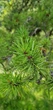 Сосна Банкса насіння 0,5 гр. (прибл. 100 шт) (Pinus banksiana) - зображення 5