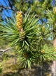 Сосна Банкса насіння 0,5 гр. (прибл. 100 шт) (Pinus banksiana) - зображення 7